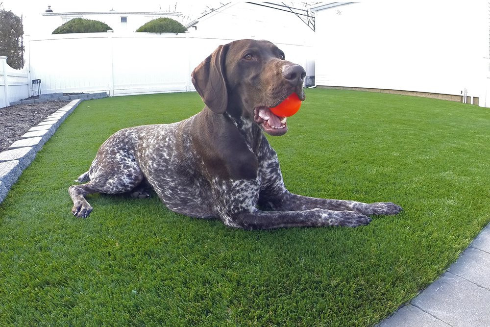 Tucson artificial turf for dogs